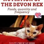 Nutrition of the Devon Rex: foods, quantity and frequency