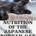 Nutrition-of-the-Japanese-Bobtail-Cat-foods-quantity-and-frequency-1a