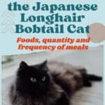 Nutrition of the Japanese Longhair Bobtail Cat: foods, quantity and frequency of meals