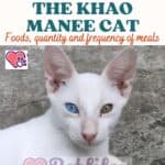 Nutrition of the Khao Manee Cat: foods, quantity and frequency of meals