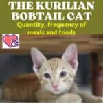 Nutrition of the Kurilian Bobtail Cat: quantity, frequency of meals and foods