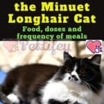 Nutrition of the Minuet Longhair Cat: food, doses and frequency of meals