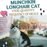 Nutrition of the Munchkin Longhair Cat: food, quantity, frequency of meals