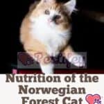 Nutrition-of-the-Norwegian-Forest-Cat-foods-quantity-and-frequency-of-meals-1a-1