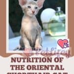 Nutrition of the Oriental Shorthair Cat: food, quantity, frequency of meals