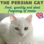 Nutrition of the Persian Cat: food, quantity and ideal frequency of meals