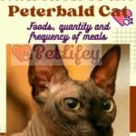 Nutrition of the Peterbald Cat: foods, quantity and frequency of meals