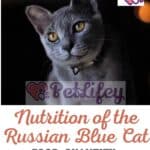 Nutrition of the Russian Blue Cat: food, quantity, frequency of meals