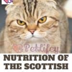 Nutrition of the Scottish Fold Cat: food, doses, frequency of meals