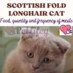 Nutrition of the Scottish Fold Longhair Cat: food, quantity and frequency of meals