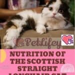 Nutrition-of-the-Scottish-Straight-Longhair-Cat-quantity-and-frequency-of-meals-1a