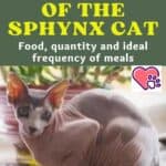 Nutrition of the Sphynx Cat: food, quantity and ideal frequency of meals