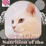 Nutrition of the Turkish Angora Cat: foods, quantity and frequency