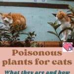 Poisonous-plants-for-cats-what-they-are-and-how-to-recognize-them-1a