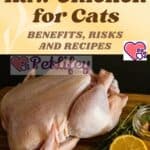 Raw-Chicken-for-Cats-benefits-risks-and-recipes-1a