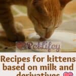 Recipes-for-kittens-based-on-milk-and-derivatives-nourishing-formulas-1a