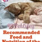 Recommended Food and Nutrition of the an Anemic Cat