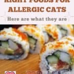 Right foods for allergic cats: here are what they are