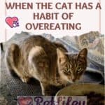 Risks-and-Remedies-when-the-cat-has-a-habit-of-overeating-1a-1