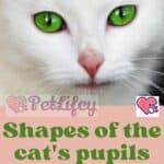 Shapes of the cat's pupils: discover their meaning!