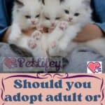 Should you adopt adult or young cat