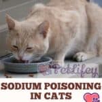 Sodium-poisoning-in-cats-When-too-much-salt-in-food-is-bad-for-the-cat-1a