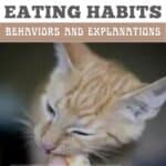 Strange cat eating habits: behaviors and explanations