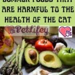 Summer foods that are harmful to the health of the cat
