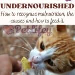 The-Cat-is-undernourished-how-to-recognize-malnutrition-the-causes-and-how-to-feed-it-1a