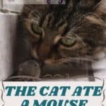 The-cat-ate-a-mouse-what-to-do-1a-1