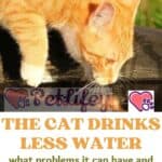 The cat drinks less water: what problems it can have and how to make cat drink water