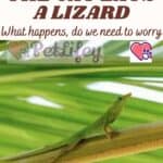 The-cat-eats-a-lizard-what-happens-do-we-need-to-worry-1a