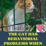 The cat has behaviorial problems when it is mealtime: causes and remedies