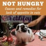 The cat is not hungry: causes and remedies for lack of appetite in cats