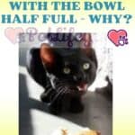 The cat meows with the bowl half full - why?