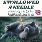 The-cat-swallowed-a-needle-how-risky-it-is-for-his-health-and-what-to-do-1a