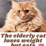 The-elderly-cat-loses-weight-but-eats-reasons-1a
