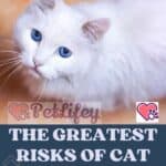 The-greatest-risks-of-Cat-suffocation-from-trinkets-to-necklaces-1a