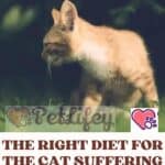 The right diet for the cat suffering from diarrhea