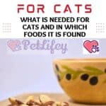 Thiamine for cats: what is needed for cats and in which foods it is found