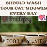 This is why you should wash your cat's bowls every day