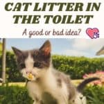 Throwing-cat-litter-in-the-toilet-a-good-or-bad-idea-1a