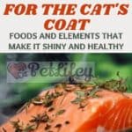 Useful foods for the cat's coat: foods and elements that make it shiny and healthy