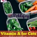 Vitamin A for Cats: why it is important and in which foods it is found