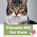 Vitamin B12 for Cats: why it is essential for cats and in which foods it is found