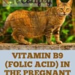 Vitamin B9 (folic acid) in the pregnant cat