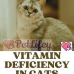 Vitamin-deficiency-in-Cats-here-are-the-risks-and-causes-1a