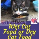 Wet Cat Food or Dry Cat Food: which is better