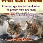 Wet-cat-food-at-what-age-to-start-and-when-to-prefer-it-to-dry-food-1a