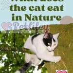 What-does-the-cat-eat-in-Nature-1a